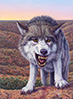 Canyon Wolf